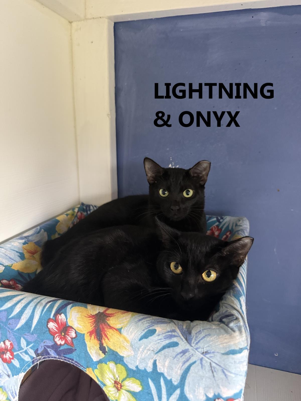 Onyx ( KCF )  bonded w/ Lightning KCF, Adoptable, Young Male Domestic Short Hair.