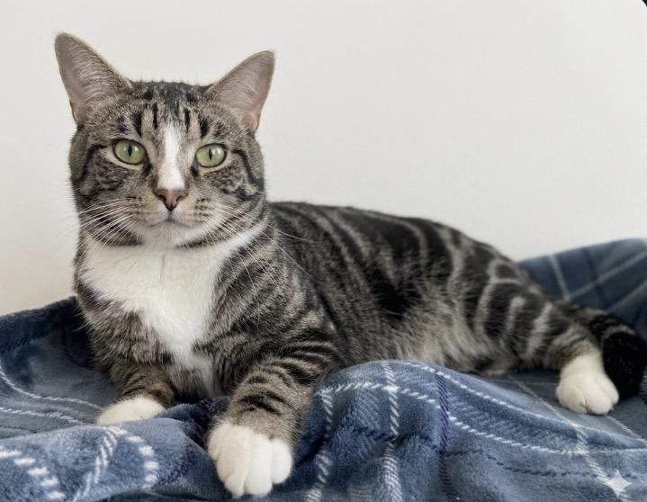 Enlarge Kojak, an adopted Tabby in Claresholm, AB image 1/1
