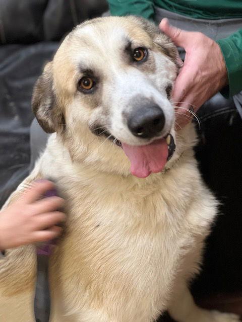 Enlarge BRANDY, a Adoptable mixed breed in Mount Laurel, NJ image 3/3