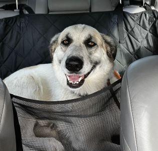 BRANDY, a Adoptable mixed breed in Mount Laurel, NJ image 2/3