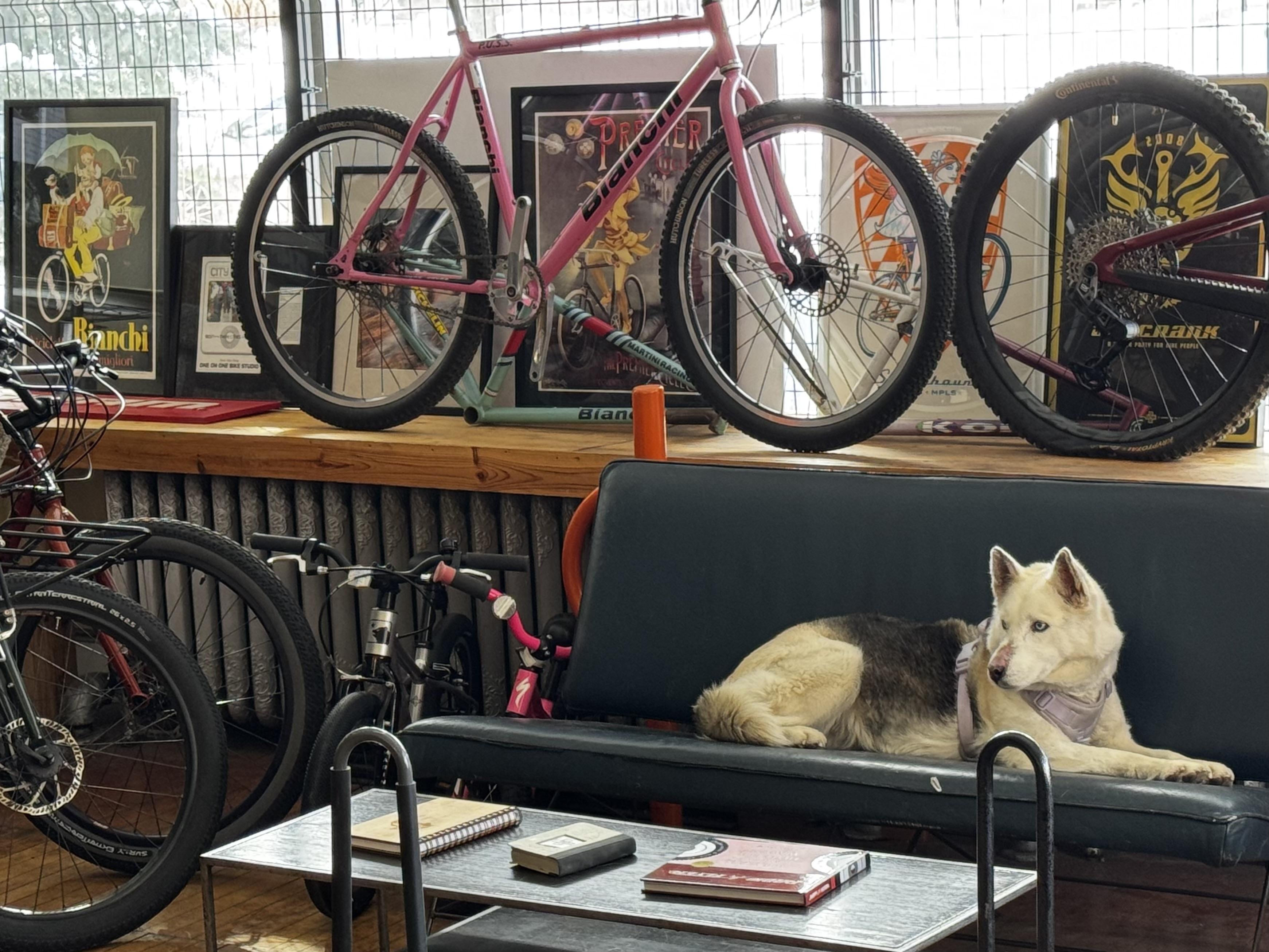 Enlarge Duchess , a ADOPTABLE Siberian Husky in Minneapolis , MN image 4/6