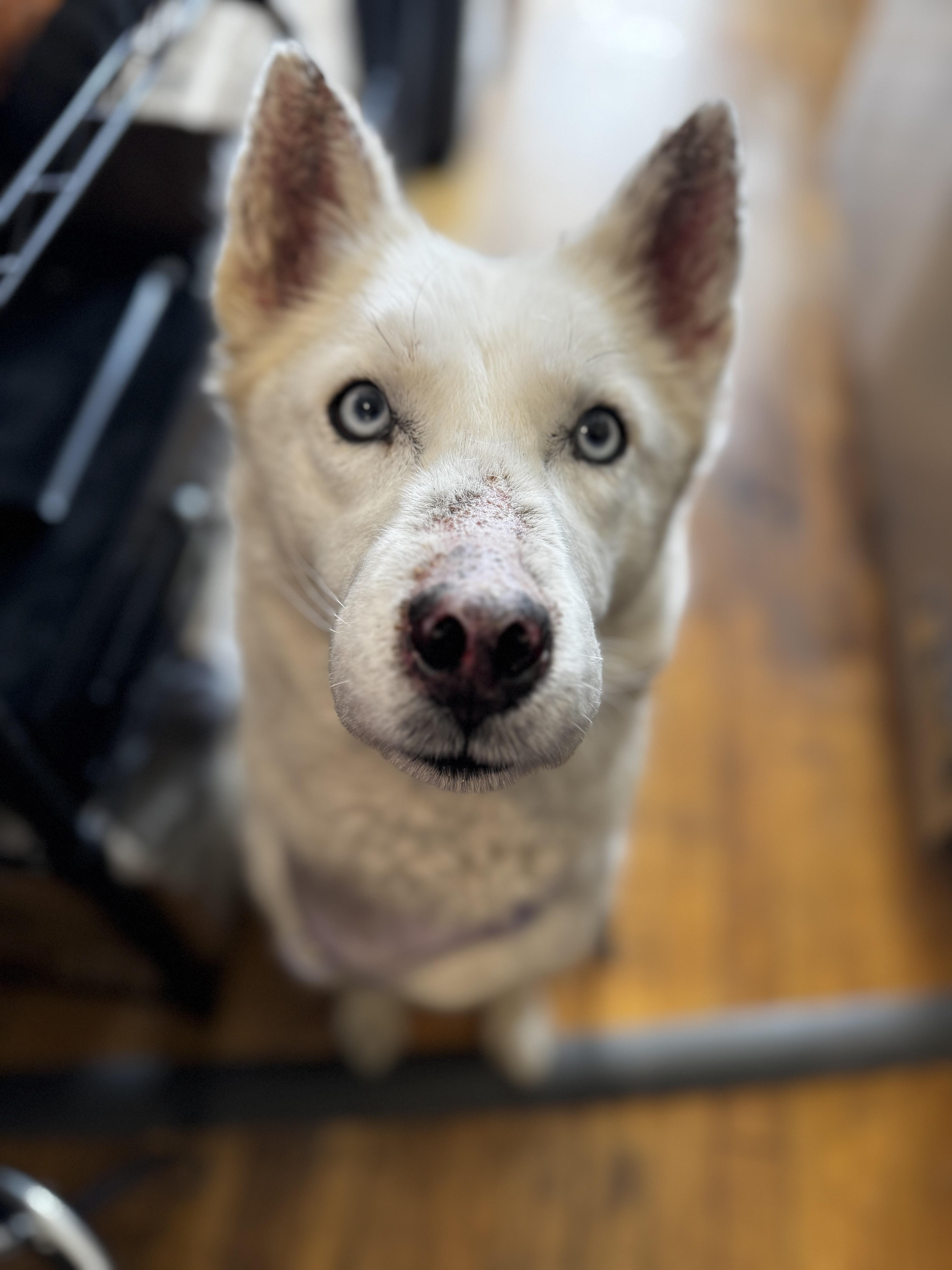 Enlarge Duchess , a ADOPTABLE Siberian Husky in Minneapolis , MN image 2/6