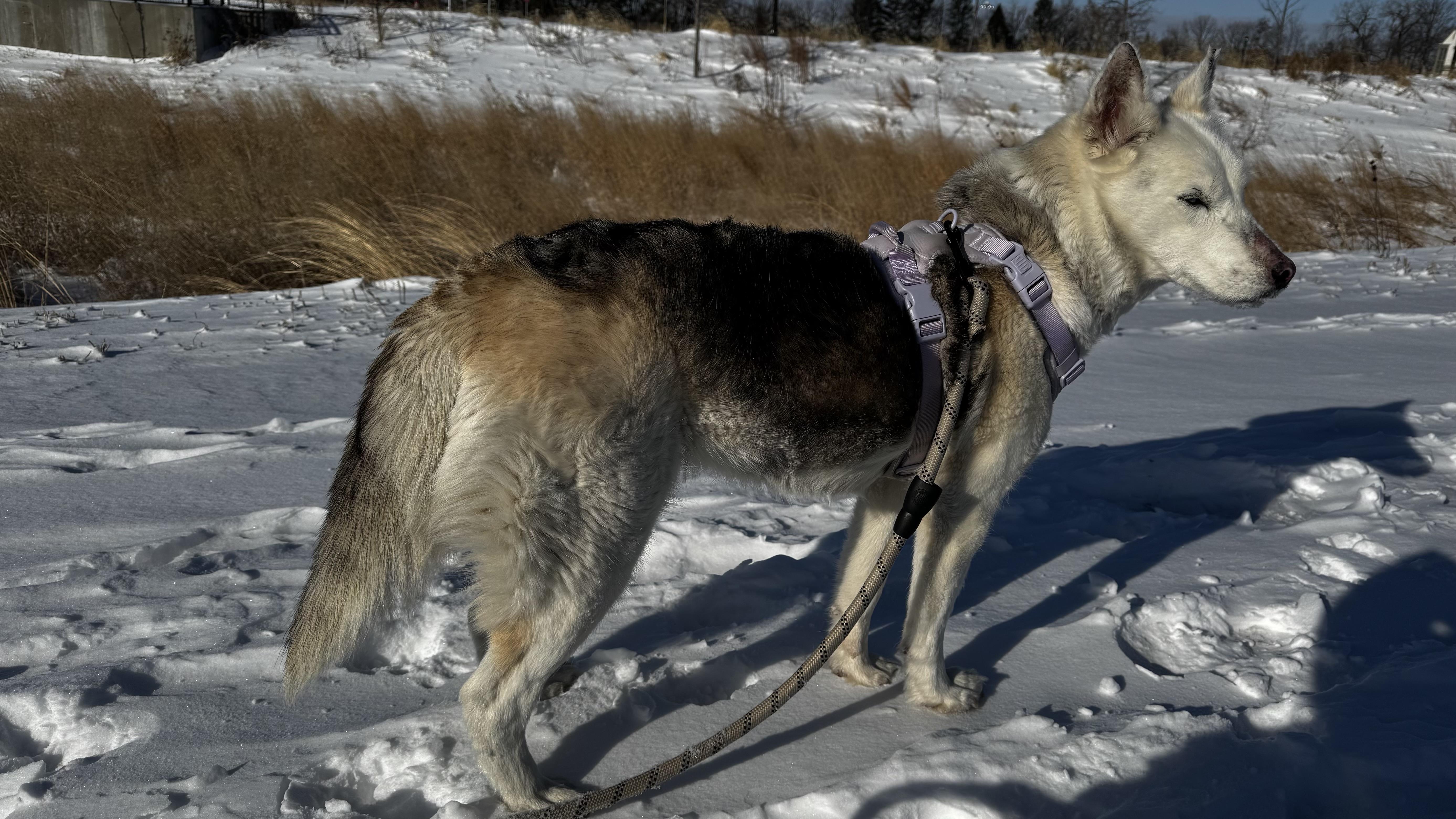 Enlarge Duchess , a ADOPTABLE Siberian Husky in Minneapolis , MN image 6/6