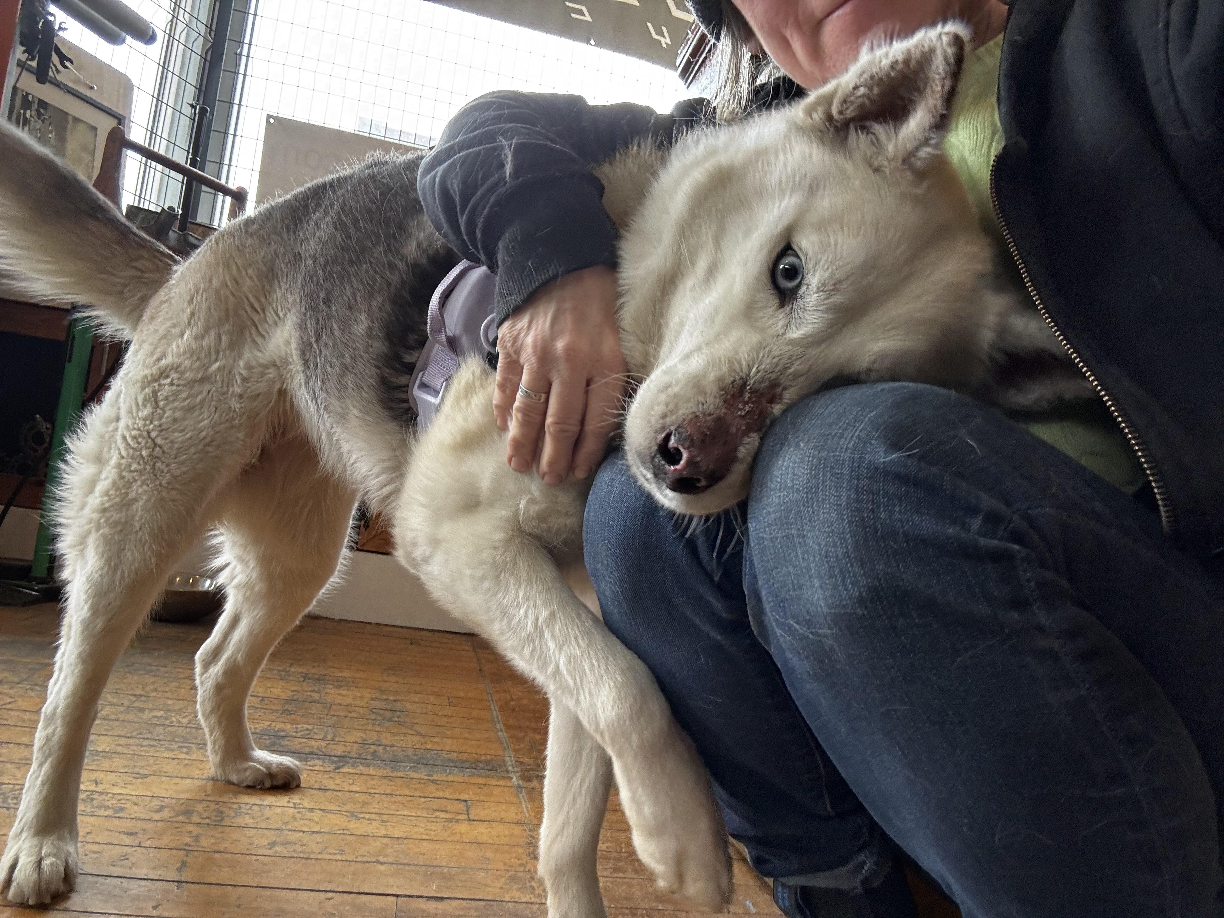 Enlarge Duchess , a ADOPTABLE Siberian Husky in Minneapolis , MN image 3/6