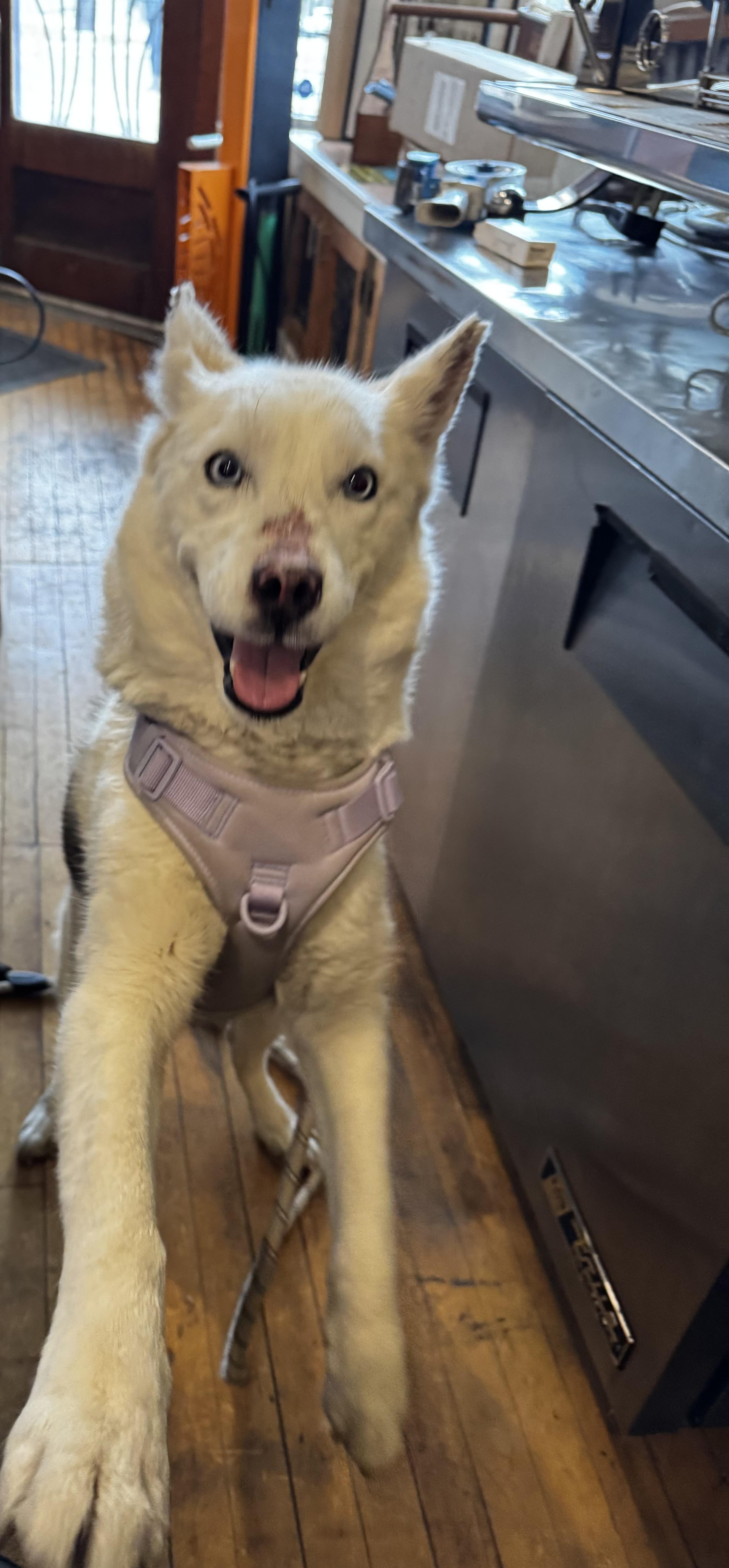 Duchess , ADOPTABLE, Young Female Siberian Husky.