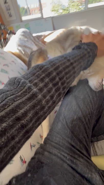 Enlarge Duchess , a ADOPTABLE Siberian Husky in Minneapolis , MN video 5/6