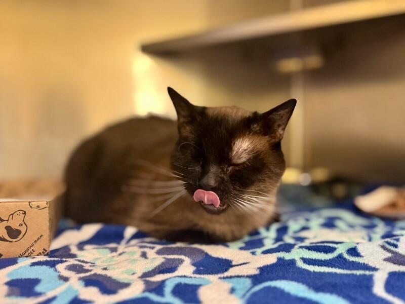 Mouse, a Adoptable Siamese in Wooster, OH image 2/3