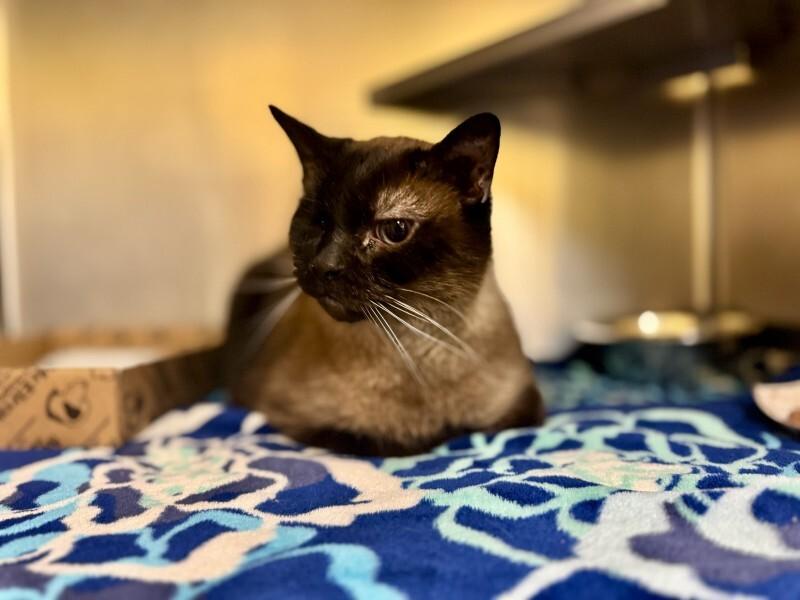 Mouse, a Adoptable Siamese in Wooster, OH image 3/3