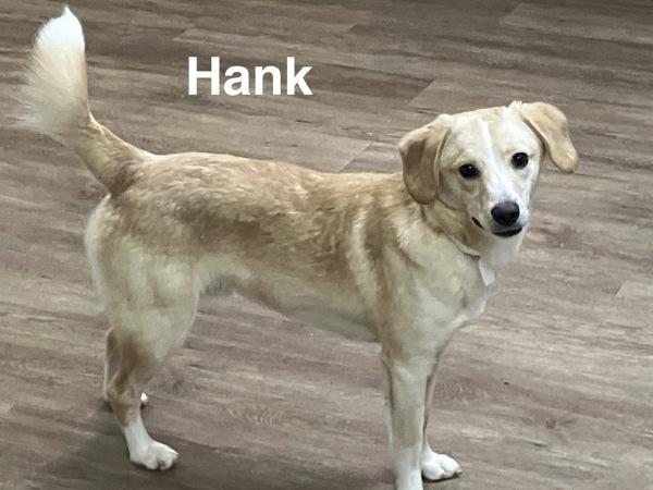Enlarge Hank, a Adoptable mixed breed in McMinnville, OR image 1/1