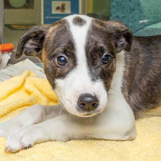 Enlarge BARBARA, a Adoptable mixed breed in St. Louis, MO image 1/1
