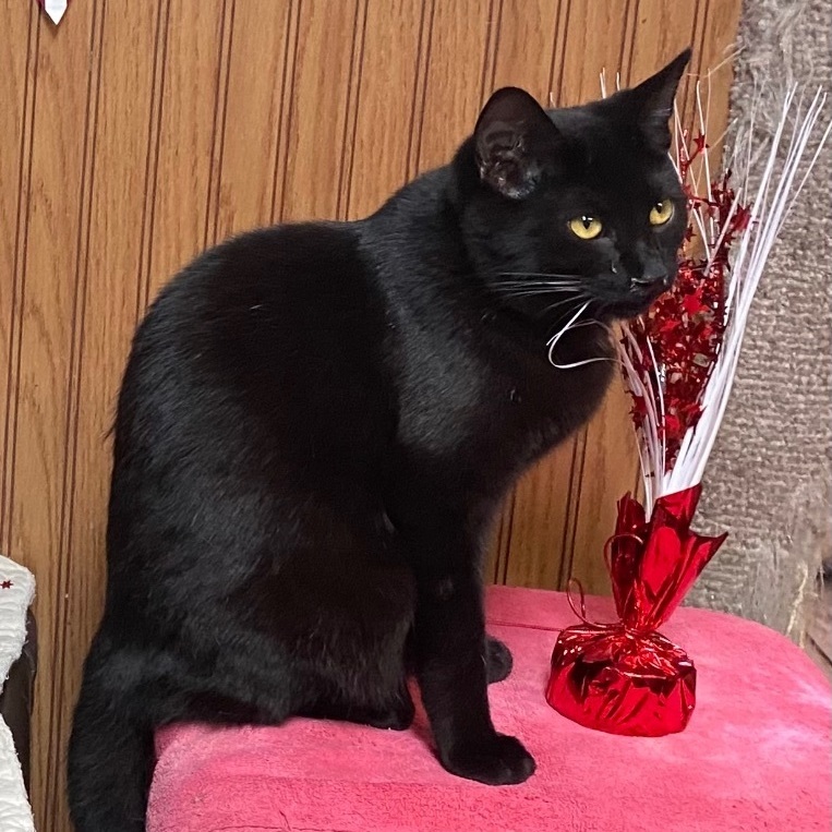 Snickles, Adult Female Domestic Short Hair