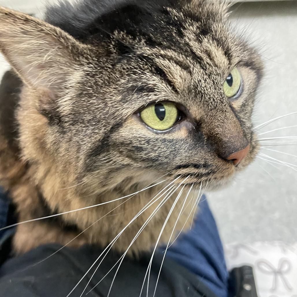 Leia, a Adoptable Domestic Long Hair in Enfield, NH image 1/6