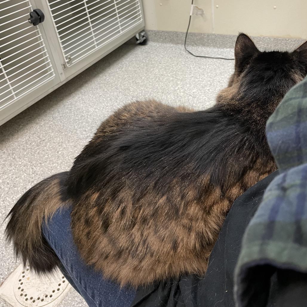Leia, a Adoptable Domestic Long Hair in Enfield, NH image 2/6
