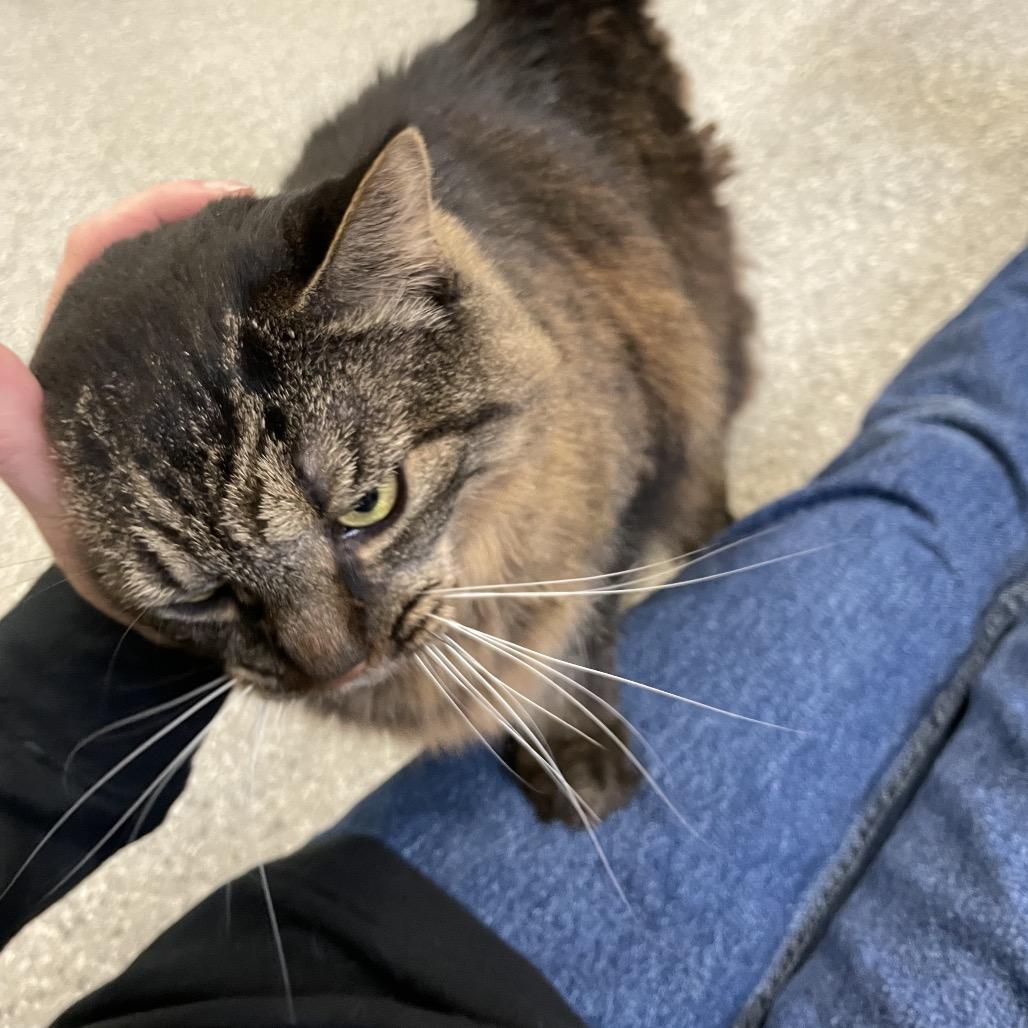 Leia, a Adoptable Domestic Long Hair in Enfield, NH image 3/6