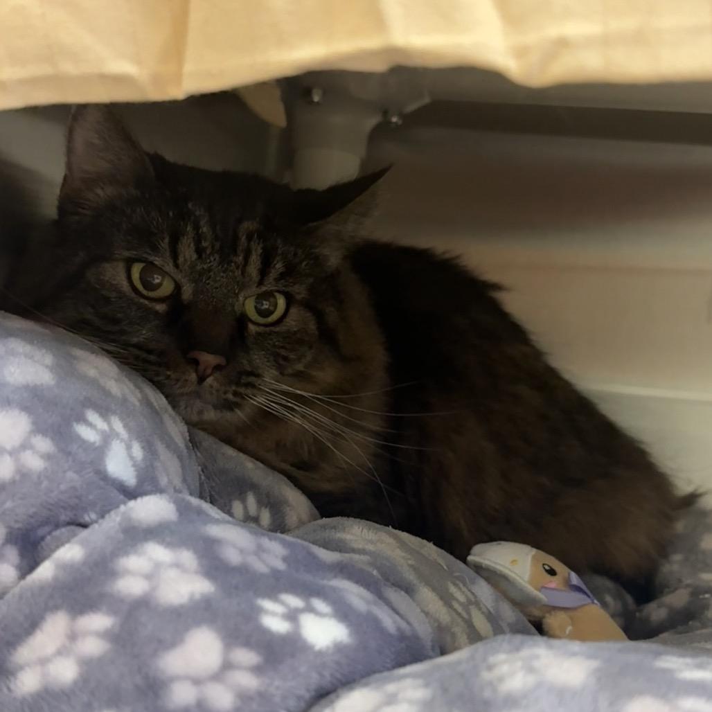 Leia, a Adoptable Domestic Long Hair in Enfield, NH image 4/6