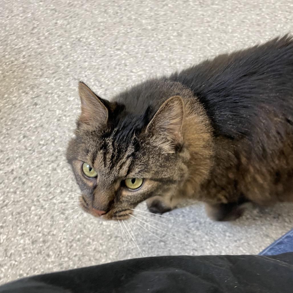 Leia, a Adoptable Domestic Long Hair in Enfield, NH image 5/6