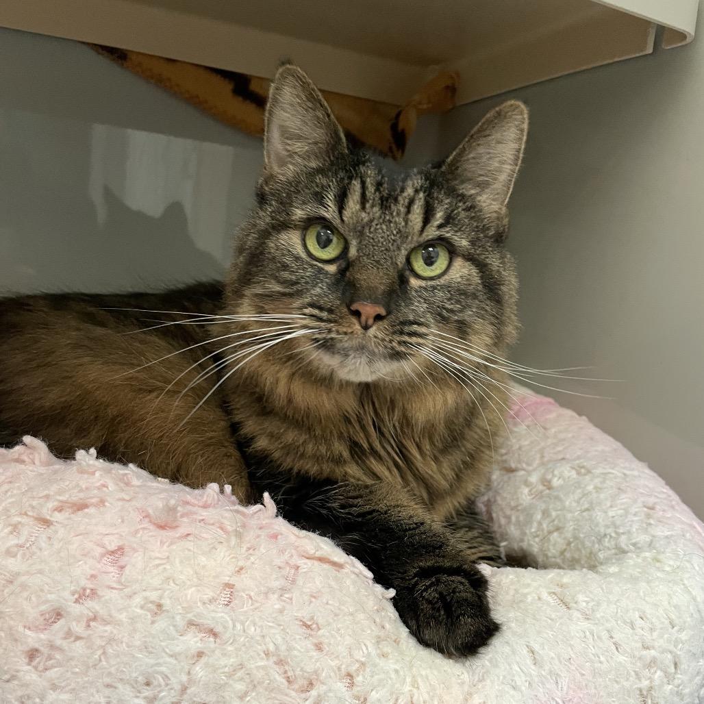 Leia, a Adoptable Domestic Long Hair in Enfield, NH image 6/6