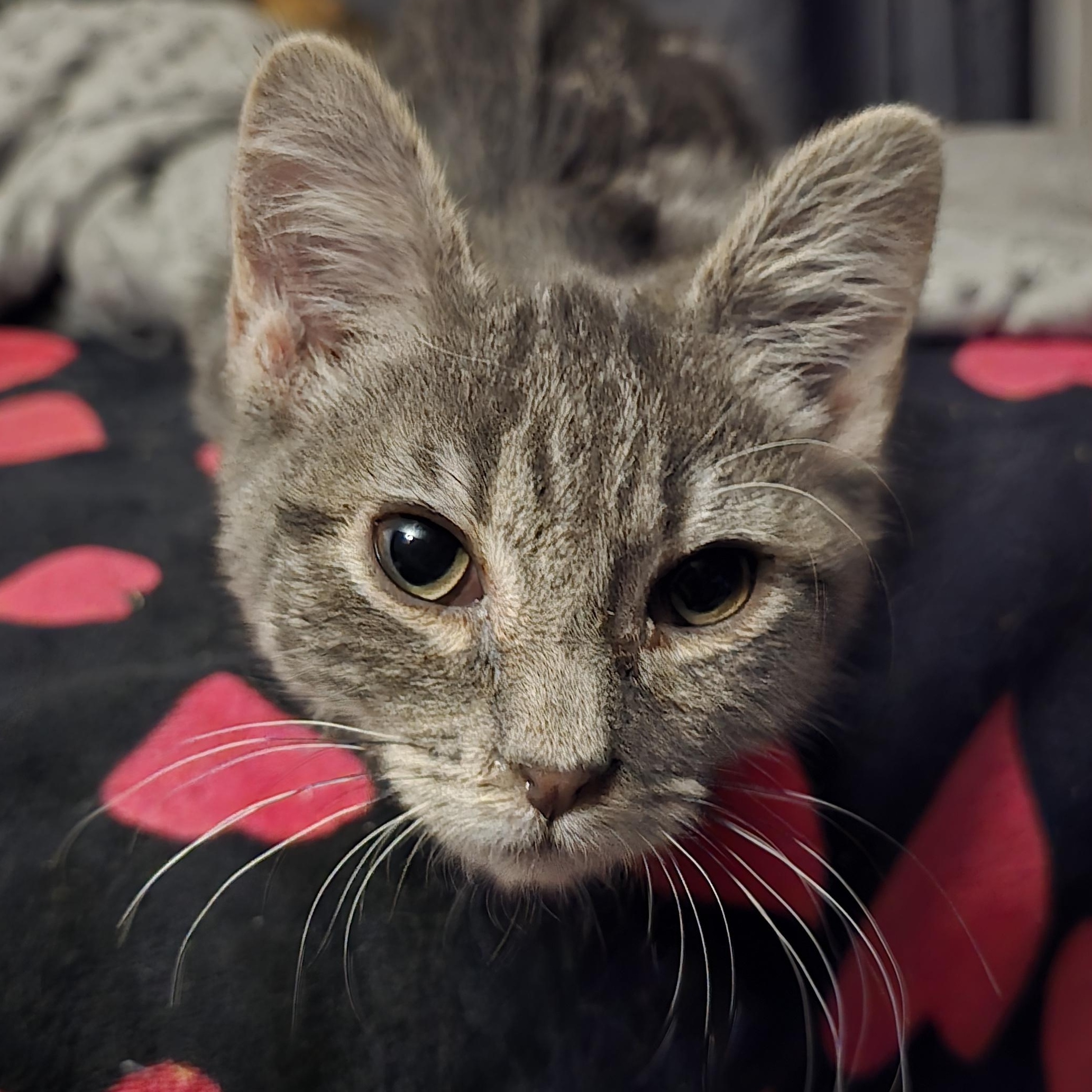 Ruckus, Adoptable, Kitten Male Tabby.