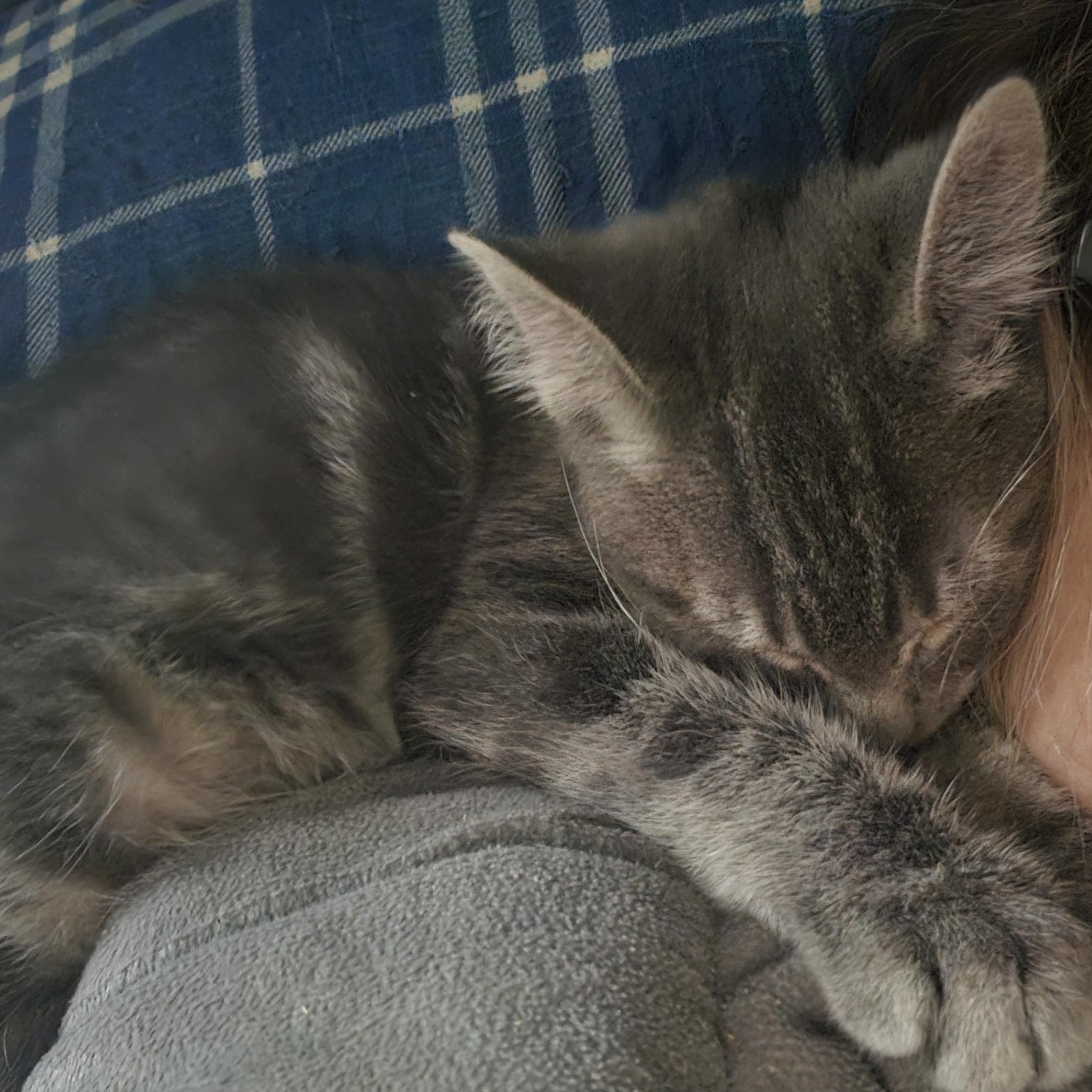 Enlarge Ruckus, a Adoptable Tabby in Staten Island, NY image 3/6