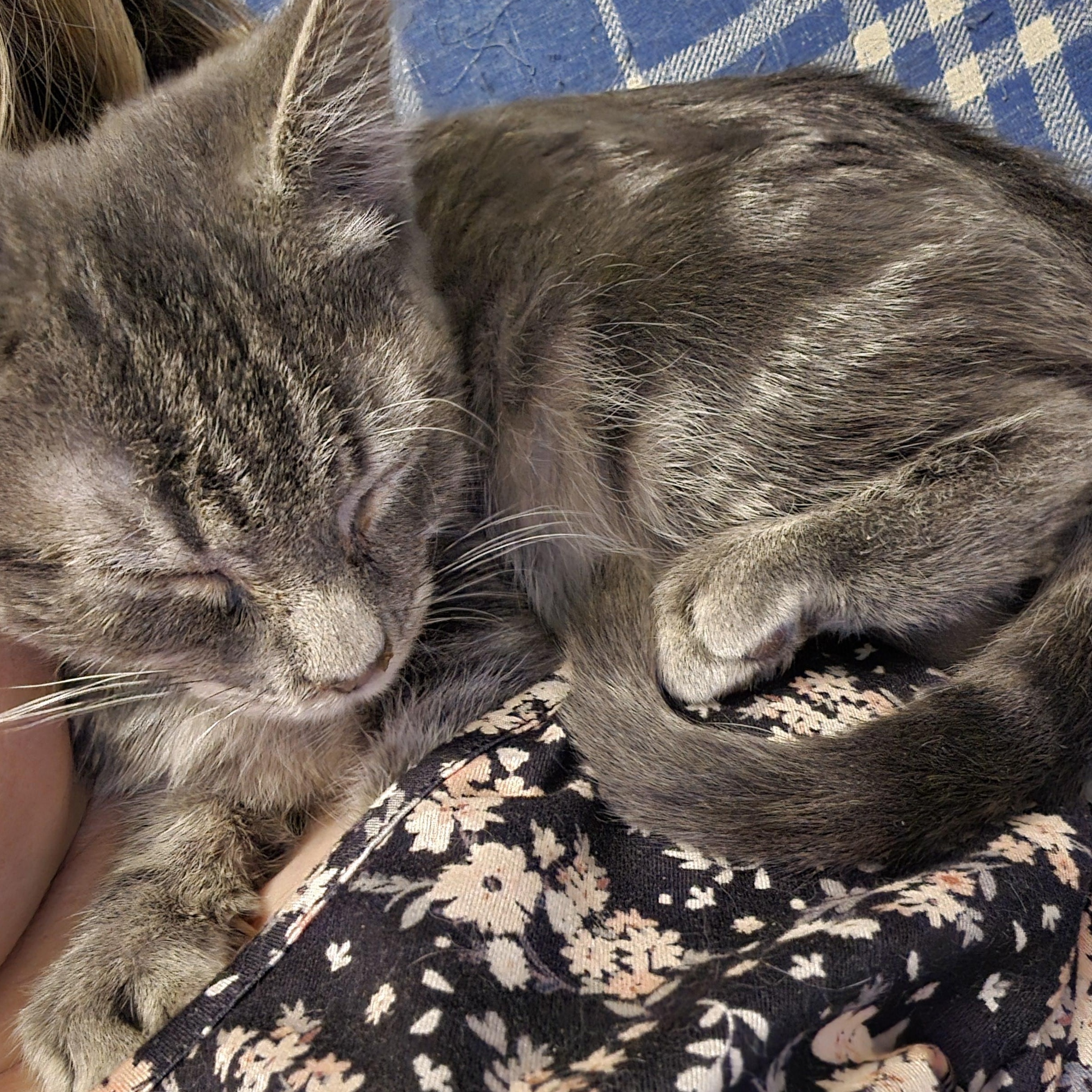 Enlarge Ruckus, a Adoptable Tabby in Staten Island, NY image 4/6