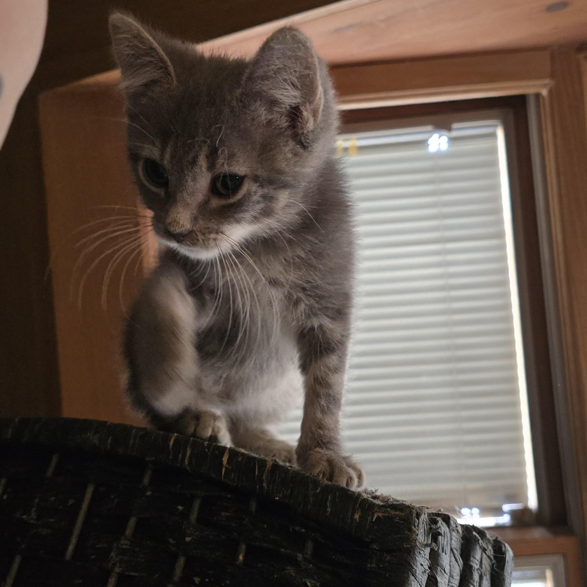 Enlarge Ruckus, a Adoptable Tabby in Staten Island, NY image 5/6