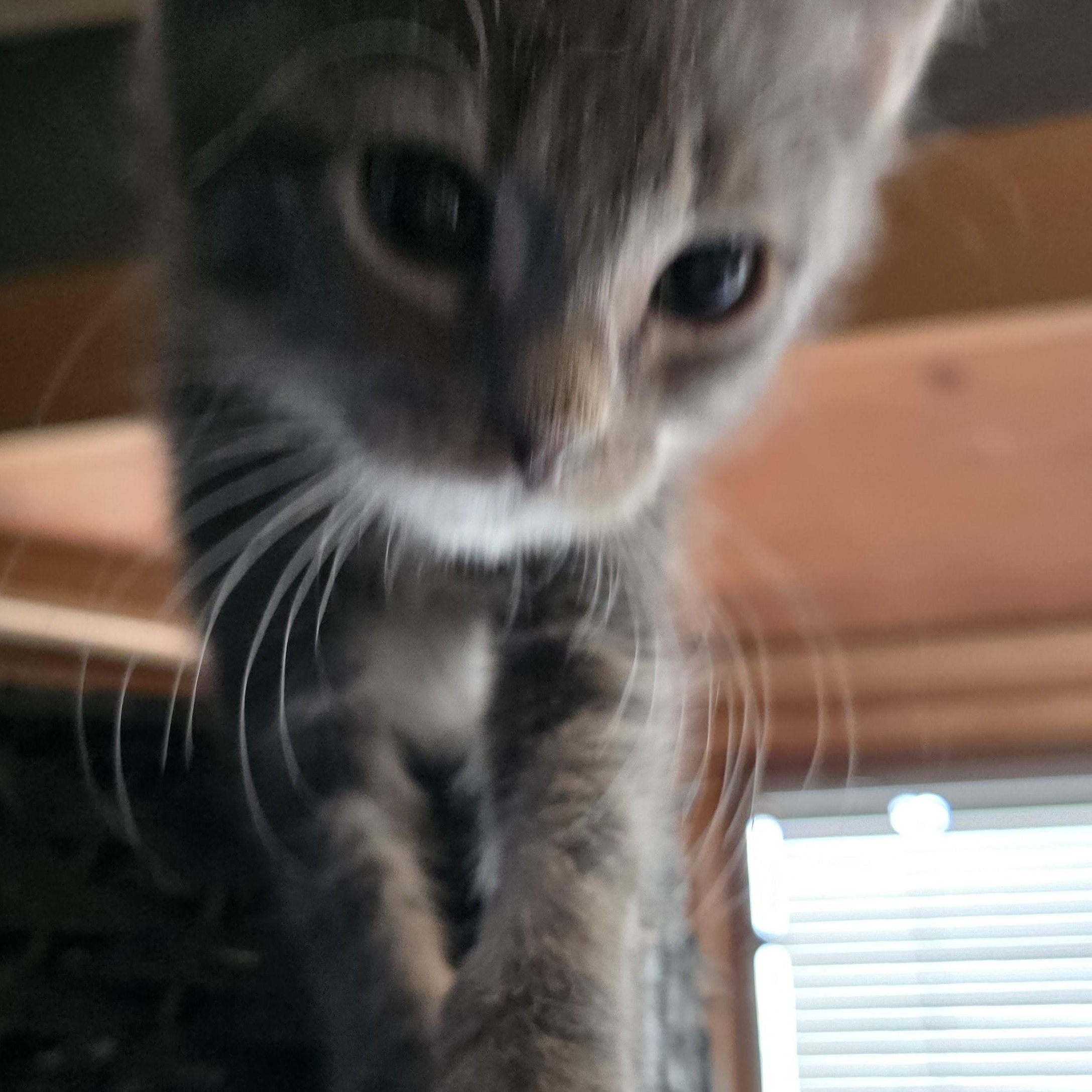 Enlarge Ruckus, a Adoptable Tabby in Staten Island, NY image 6/6