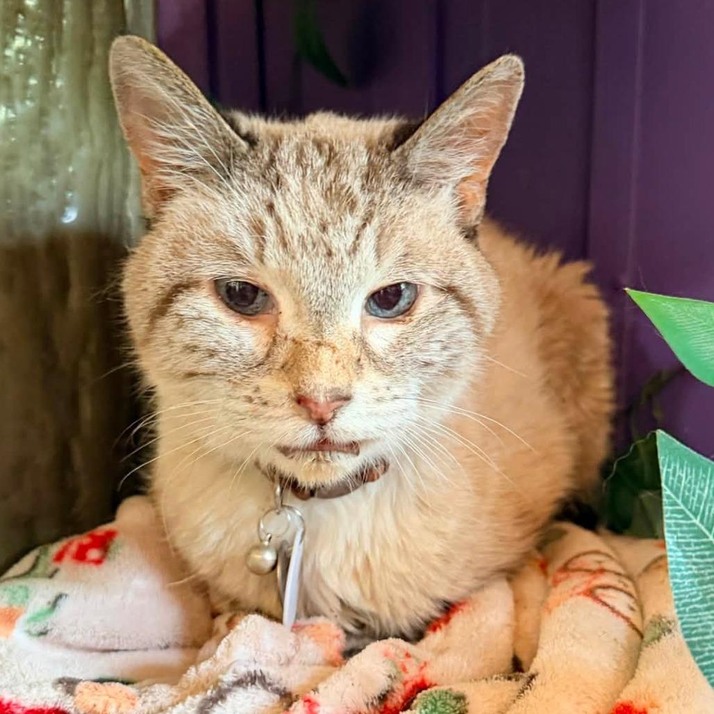 Enlarge Willy, a Adoptable Domestic Short Hair in Ramona, CA image 1/6