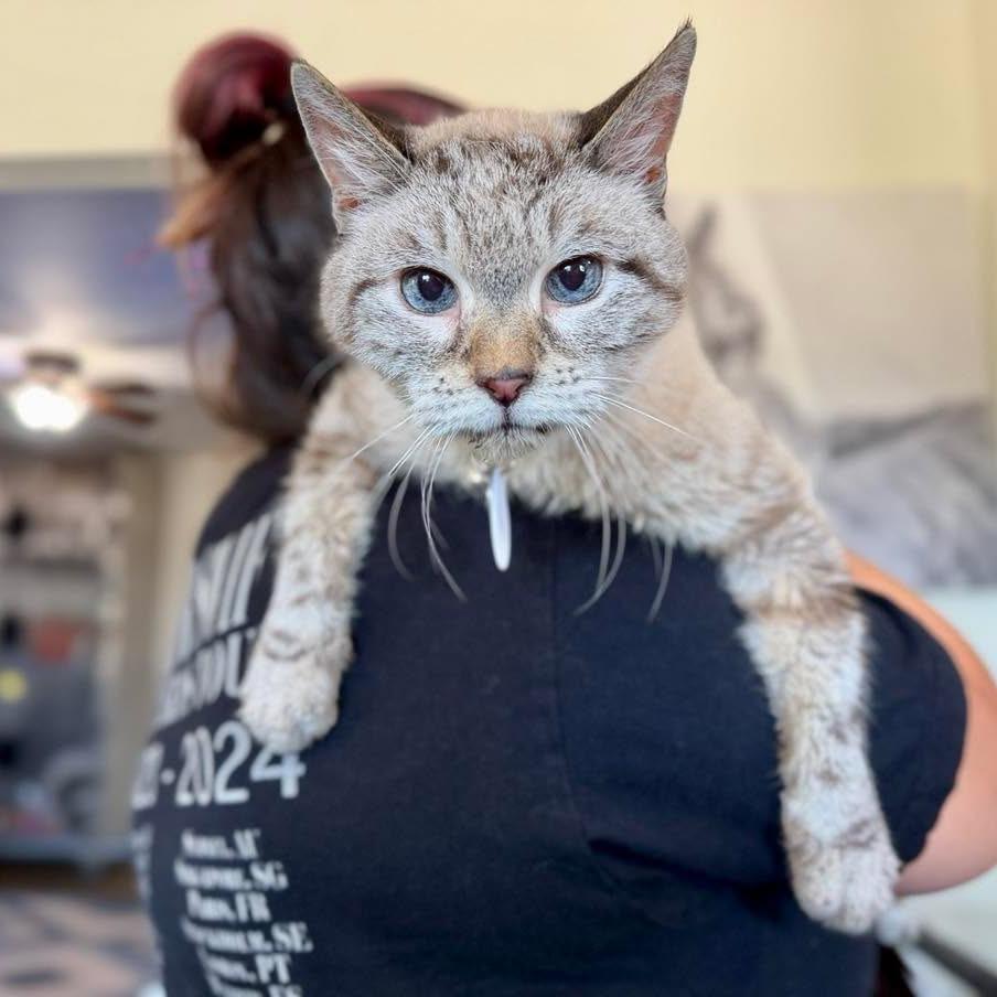 Enlarge Willy, a Adoptable Domestic Short Hair in Ramona, CA image 2/6