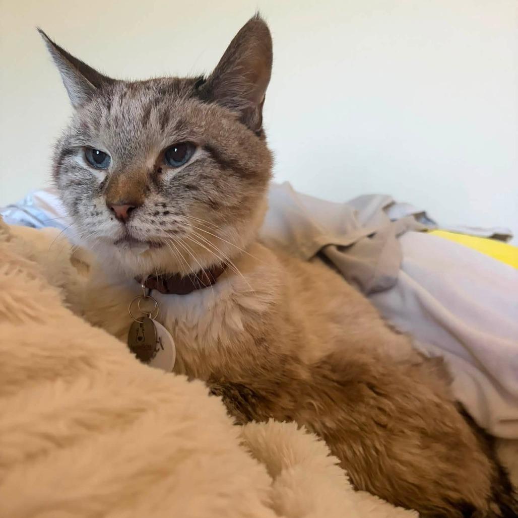 Enlarge Willy, a Adoptable Domestic Short Hair in Ramona, CA image 3/6