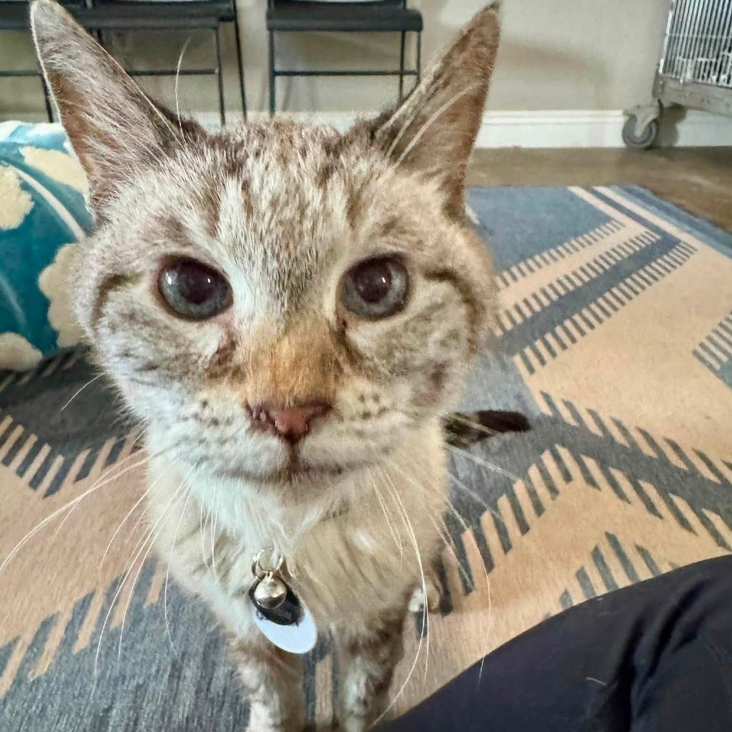 Enlarge Willy, a Adoptable Domestic Short Hair in Ramona, CA image 5/6
