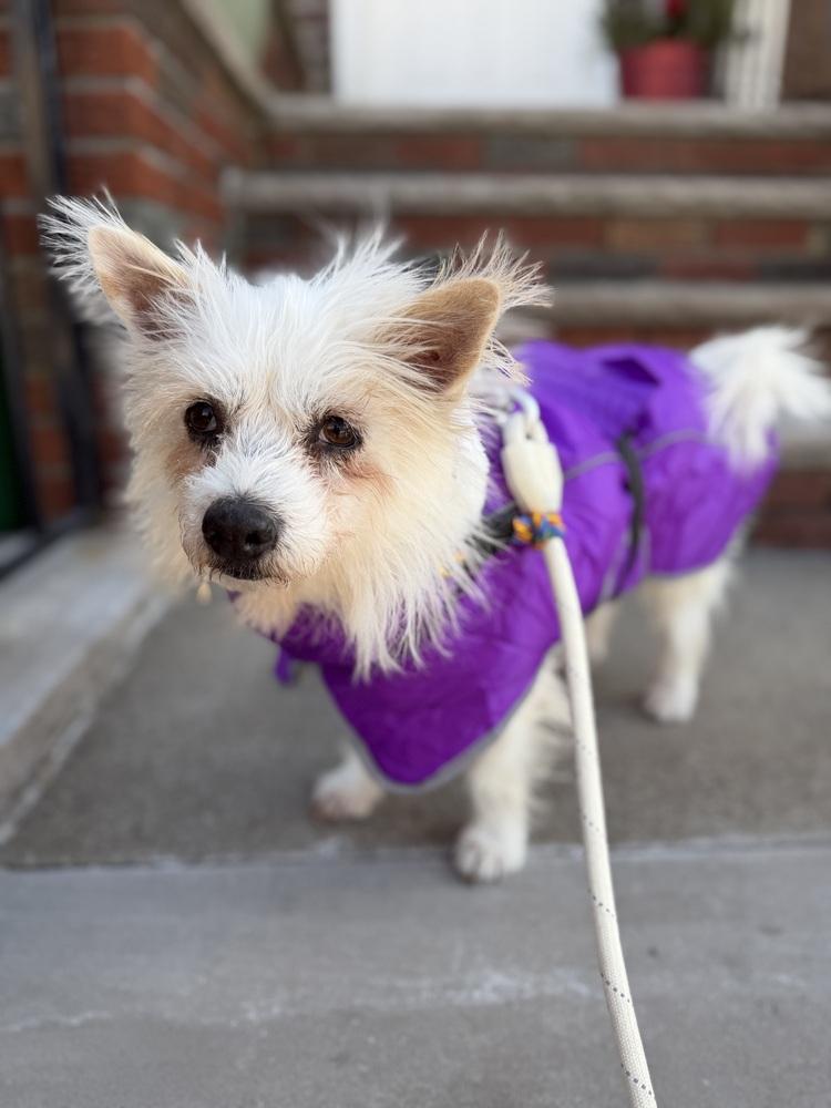 Aria, Adoptable, Adult Female Terrier.