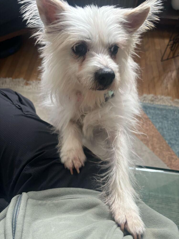 Aria, a Adoptable mixed breed in Long Island City, NY image 2/5