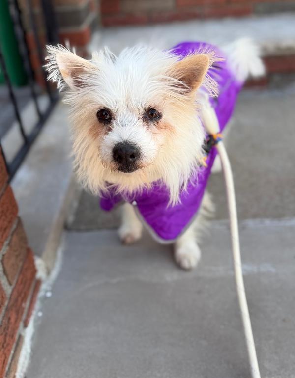 Aria, a Adoptable mixed breed in Long Island City, NY image 3/5