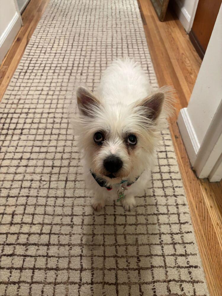 Aria, a Adoptable mixed breed in Long Island City, NY image 4/5