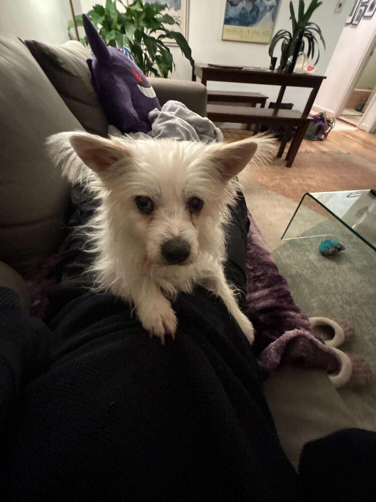 Aria, a Adoptable mixed breed in Long Island City, NY image 5/5