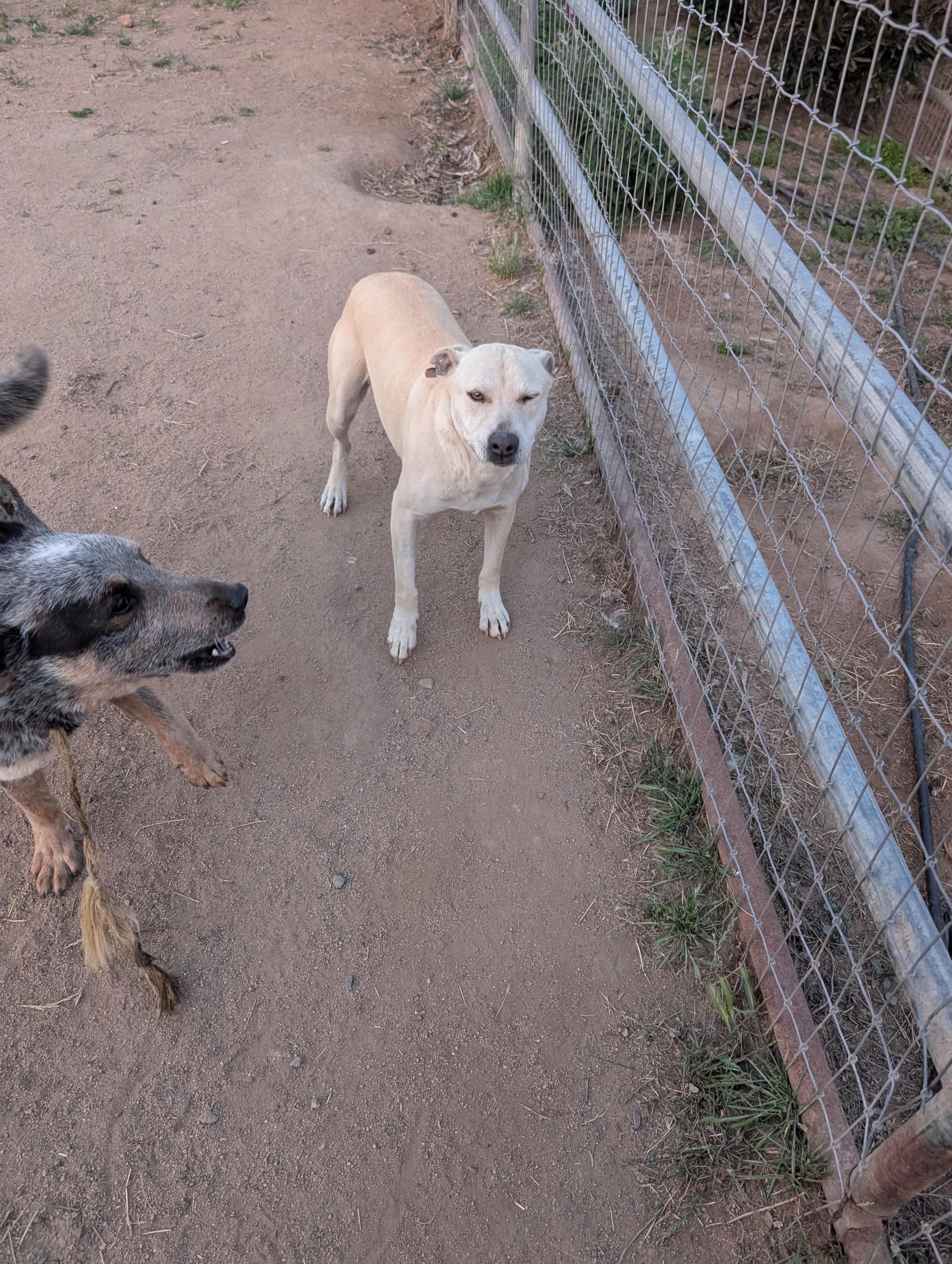 Enlarge Zoe, a Adoptable mixed breed in San Diego, CA image 4/4