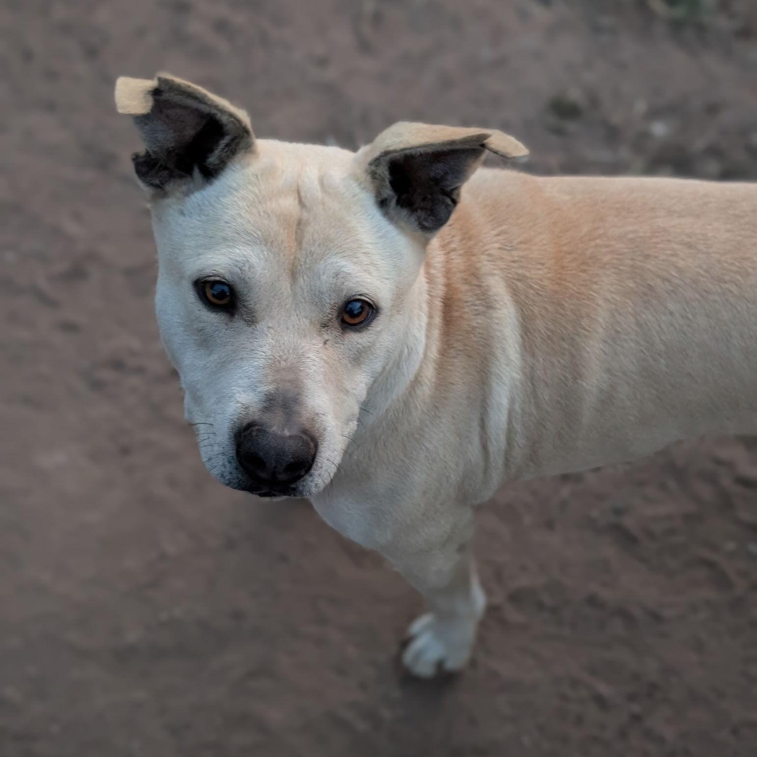 Enlarge Zoe, a Adoptable mixed breed in San Diego, CA image 3/4