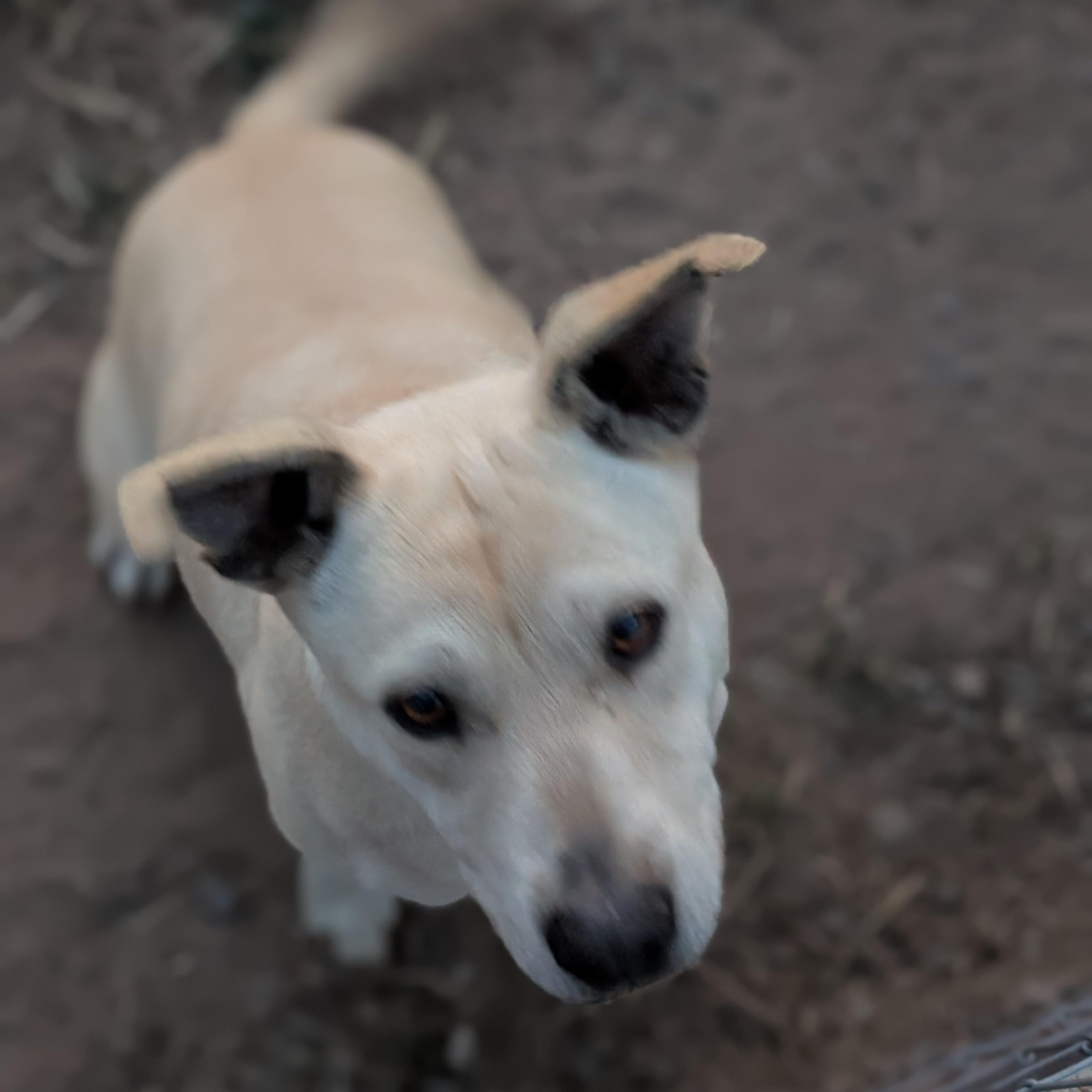 Enlarge Zoe, a Adoptable mixed breed in San Diego, CA image 2/4