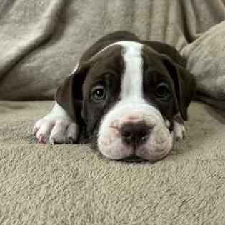 Georgie, Adoptable, Puppy Male Mixed Breed.