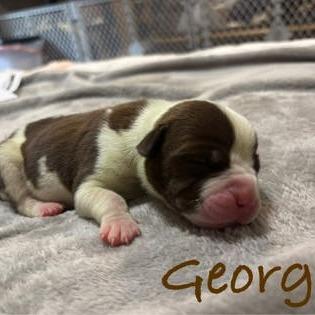 Enlarge Georgie, a Adoptable Mixed Breed in DeKalb, IL image 2/3