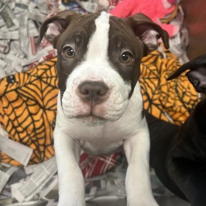 Enlarge Georgie, a Adoptable Mixed Breed in DeKalb, IL image 3/3