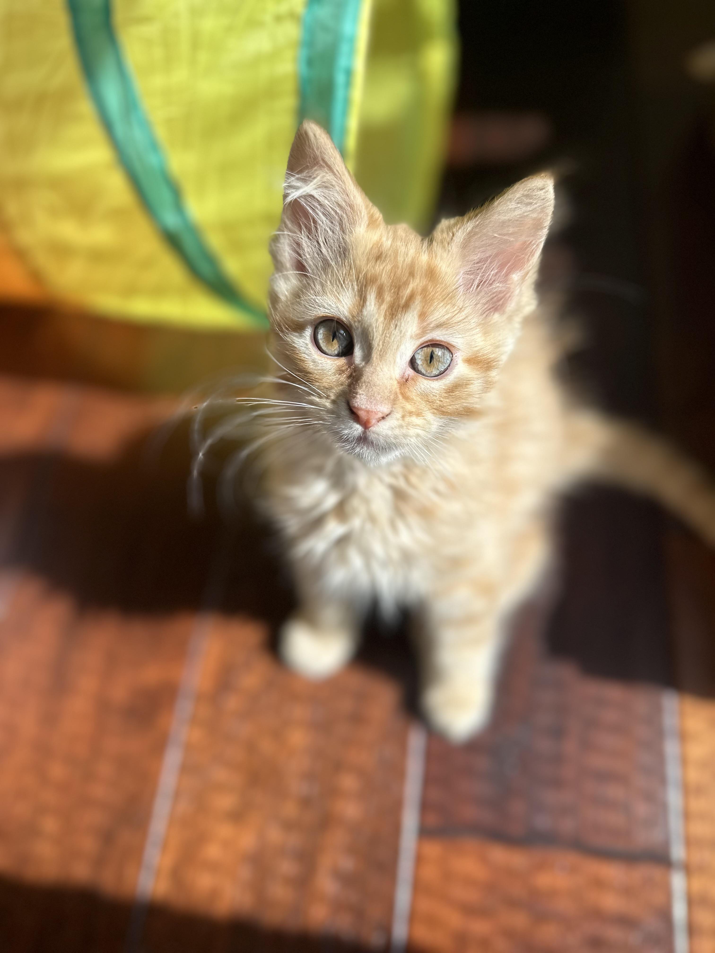 Cash, adopted, Kitten Male Domestic Long Hair.