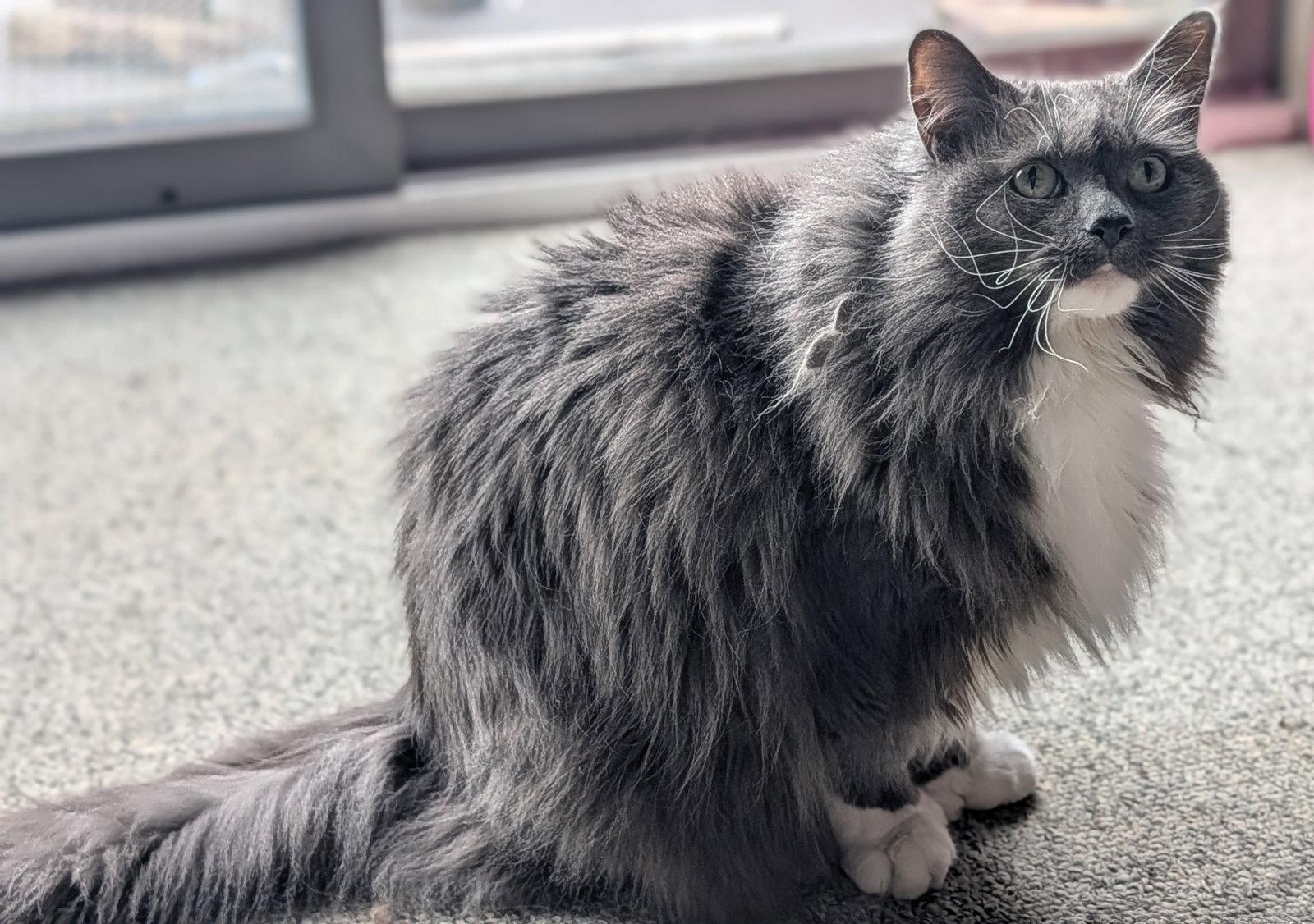 Ruby Sparkles Courtesy Listing, Adoptable, Senior Female Maine Coon.