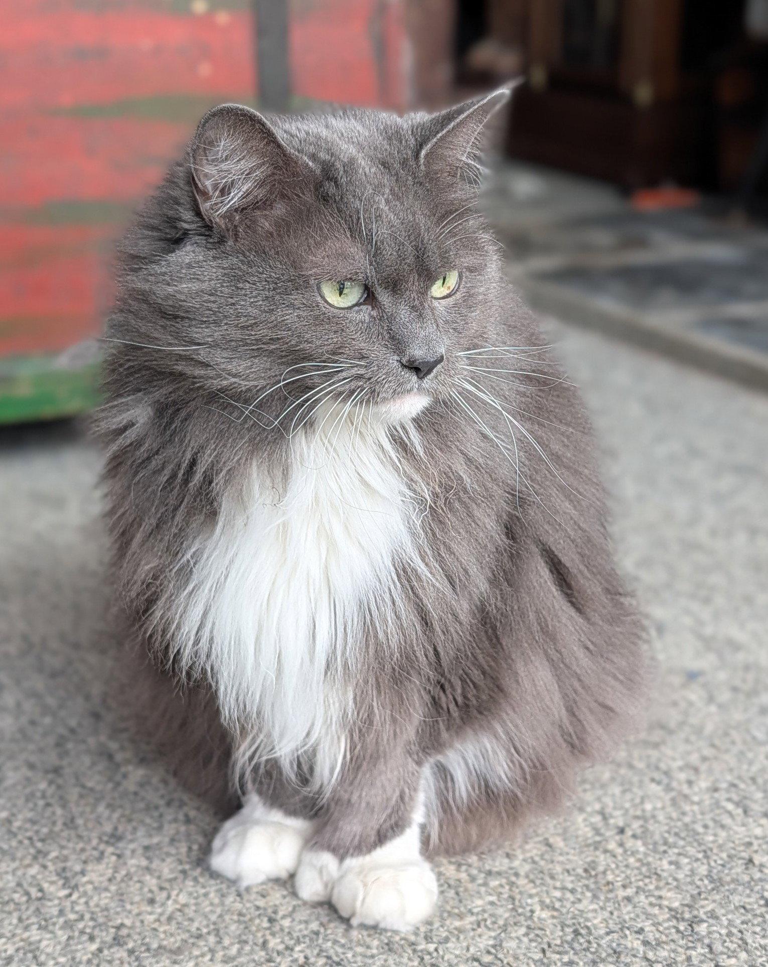 Enlarge Ruby Sparkles Courtesy Listing, a Adoptable Maine Coon in Absecon, NJ image 2/3
