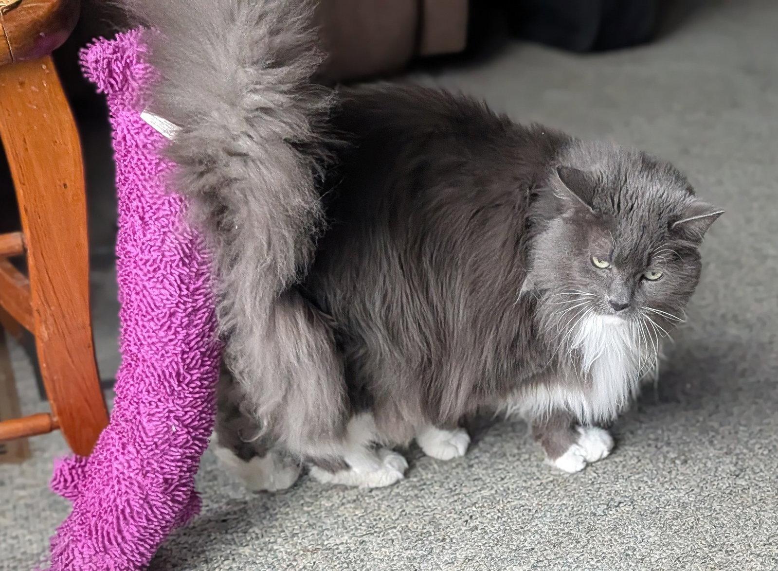 Enlarge Ruby Sparkles Courtesy Listing, a Adoptable Maine Coon in Absecon, NJ image 3/3
