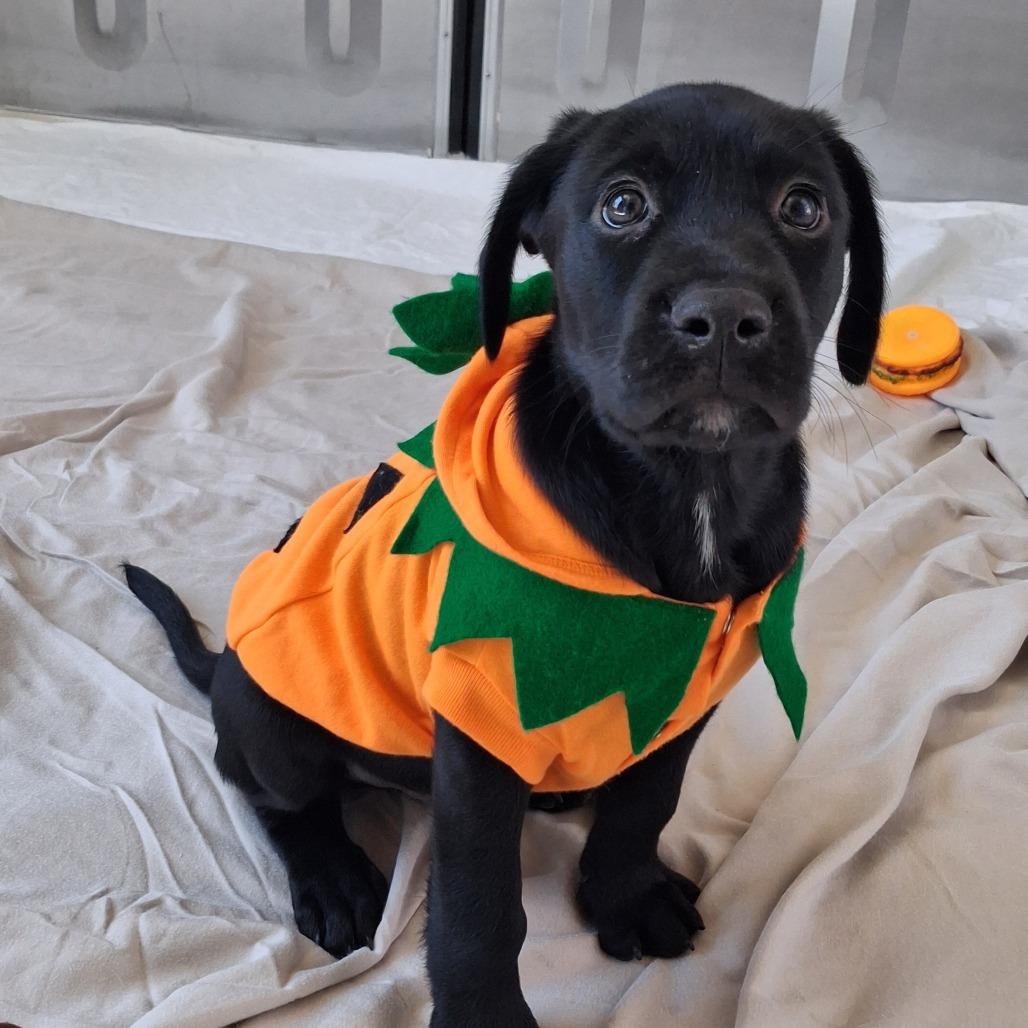 Enlarge Bayou, a Adoptable mixed breed in Freeport, FL image 1/4