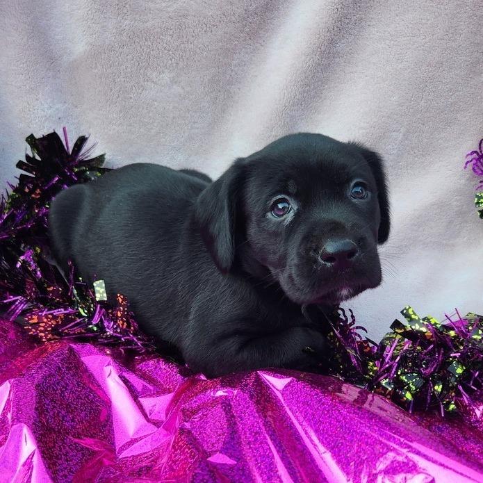 Enlarge Bayou, a Adoptable mixed breed in Freeport, FL image 2/4