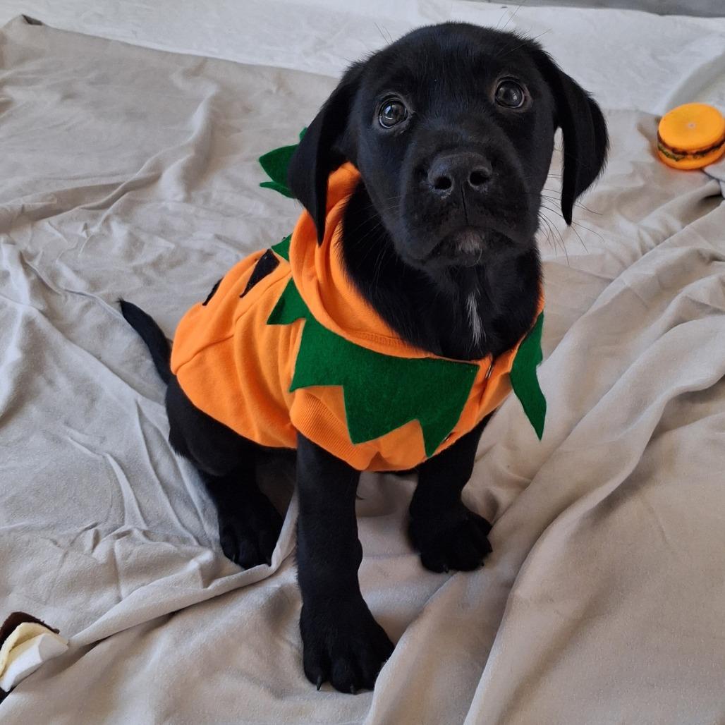 Enlarge Bayou, a Adoptable mixed breed in Freeport, FL image 3/4