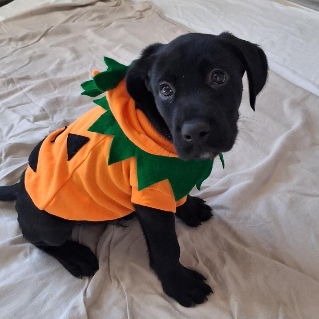 Enlarge Bayou, a Adoptable mixed breed in Freeport, FL image 4/4