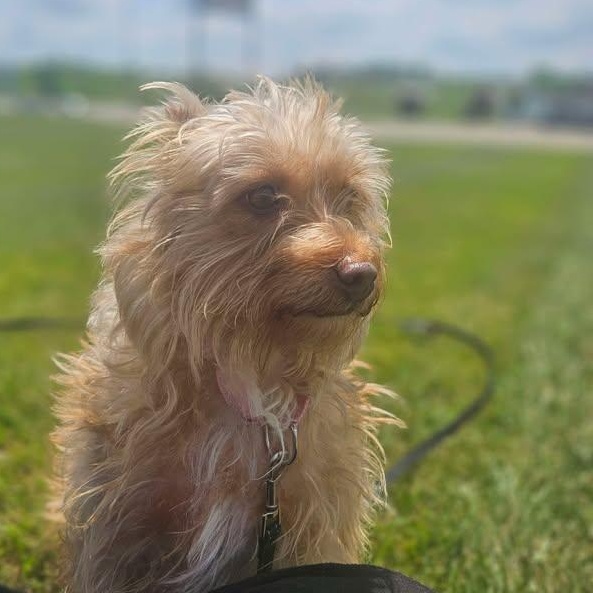 Bella
